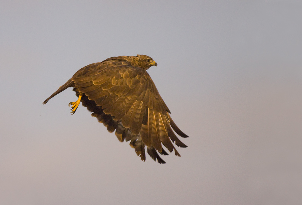 Bussard II
