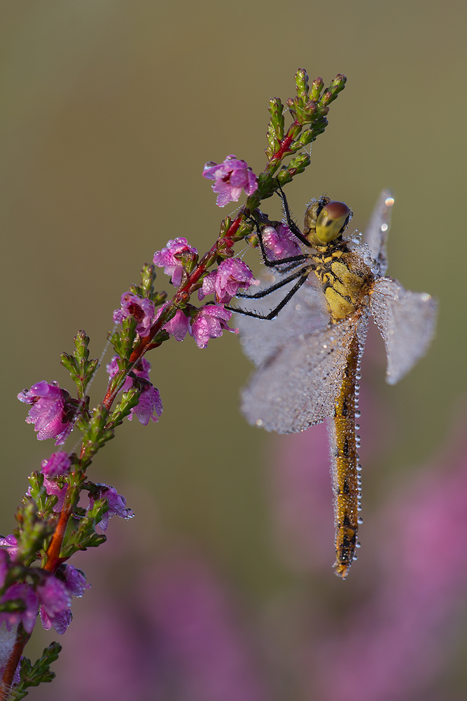 Heide-Libelle