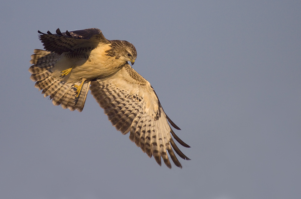 Bussard III