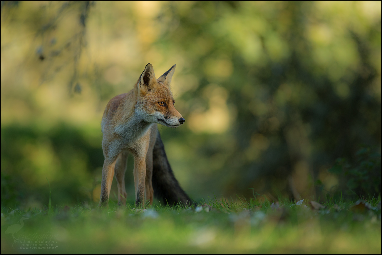 Rotfuchs (Vulpes vulpes)