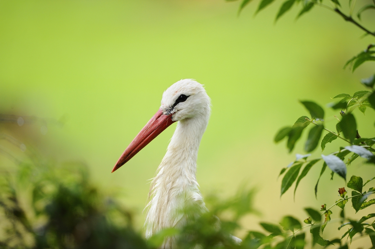 Weißstorchportrait