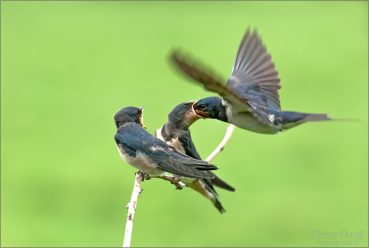 ~ flugbetankung ~