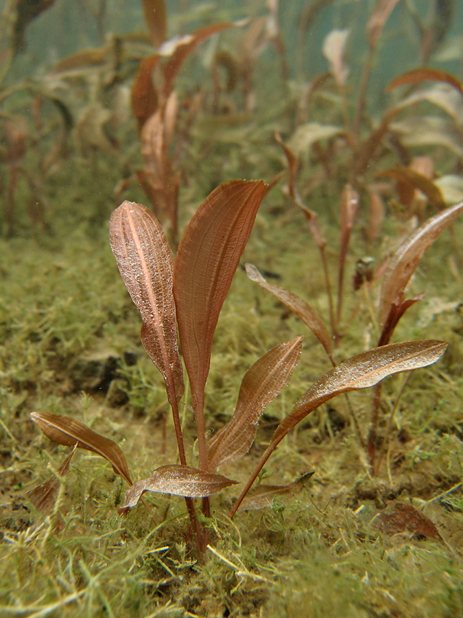Schwimmendes Laichkraut