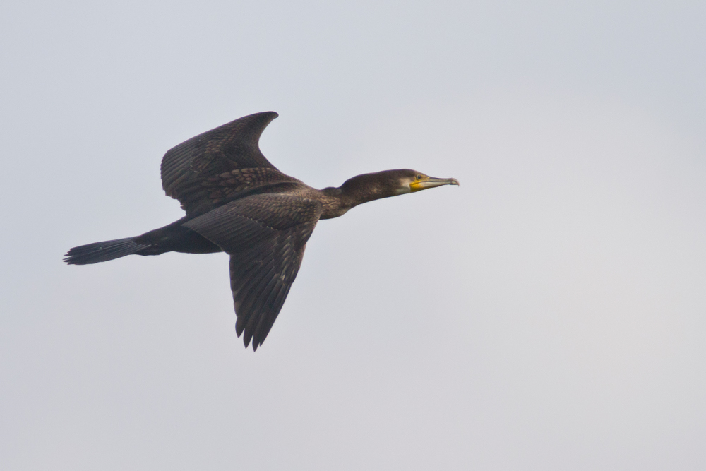 Kormoran im Flug