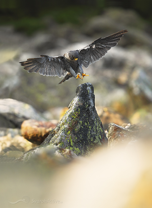 Wanderfalke (Falco peregrinus)