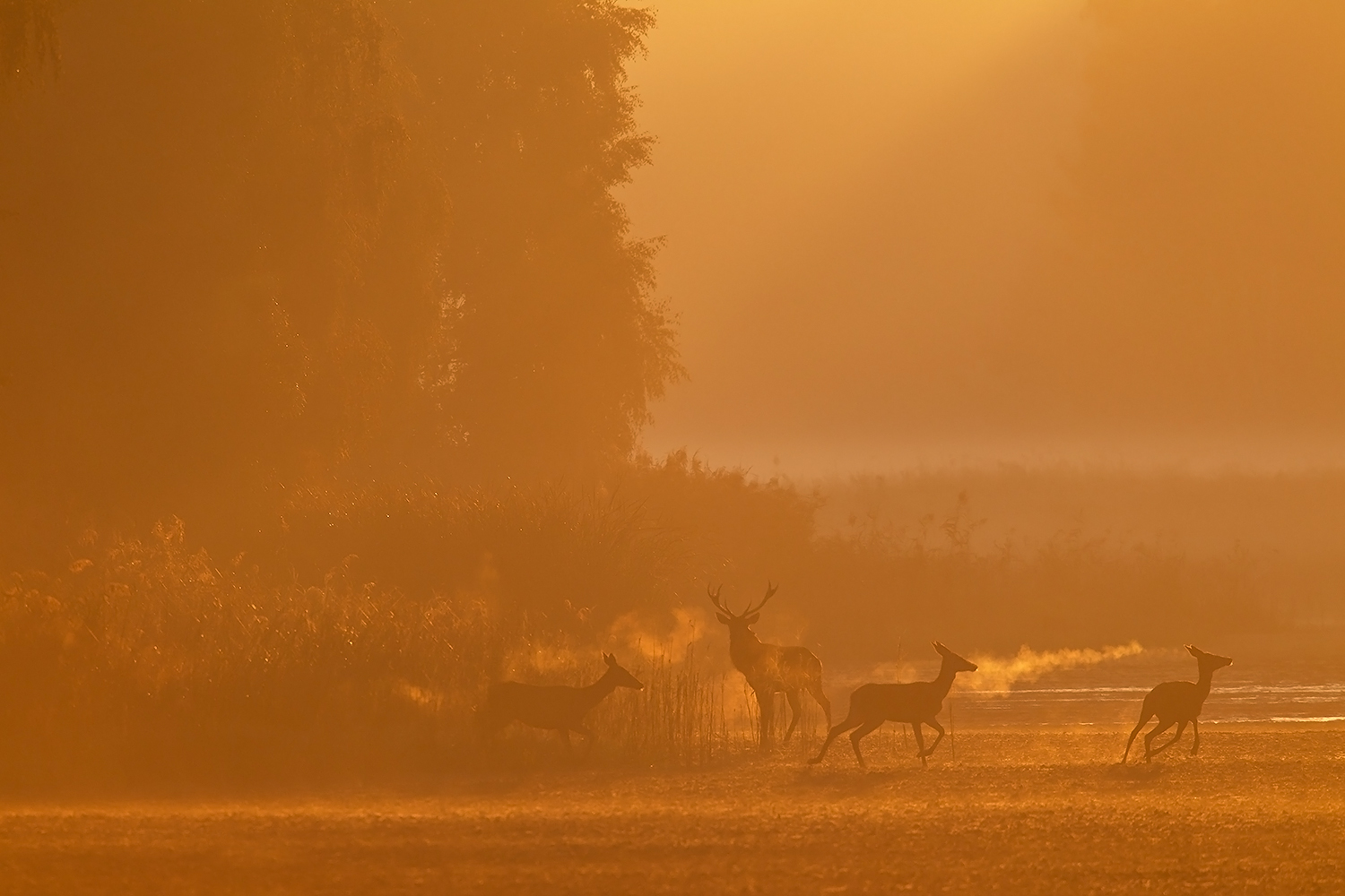 Ein unvergesslicher Brunftmorgen