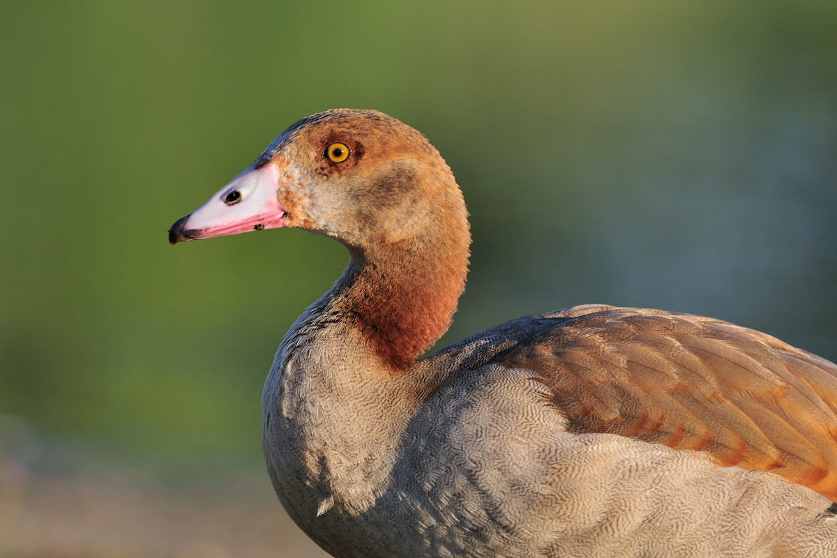 Junge Nilgans