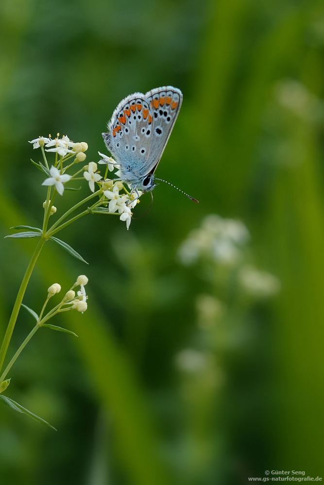 Blau in Grün...