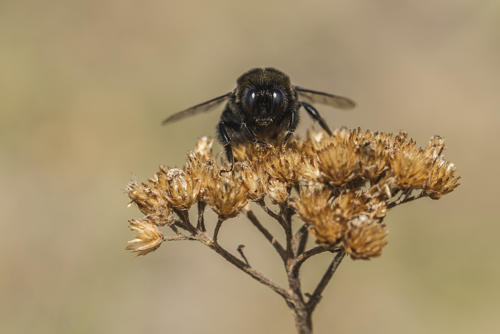 Männchen der Samthummel (Bombus confusus).