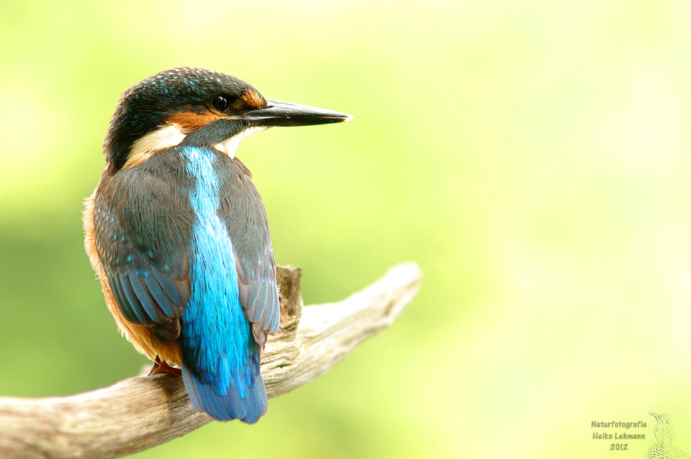 Eisvogel (Alcedo atthis)