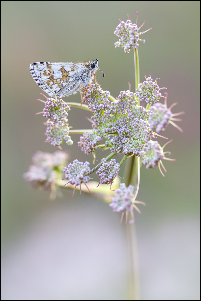 Pyrgus carthami