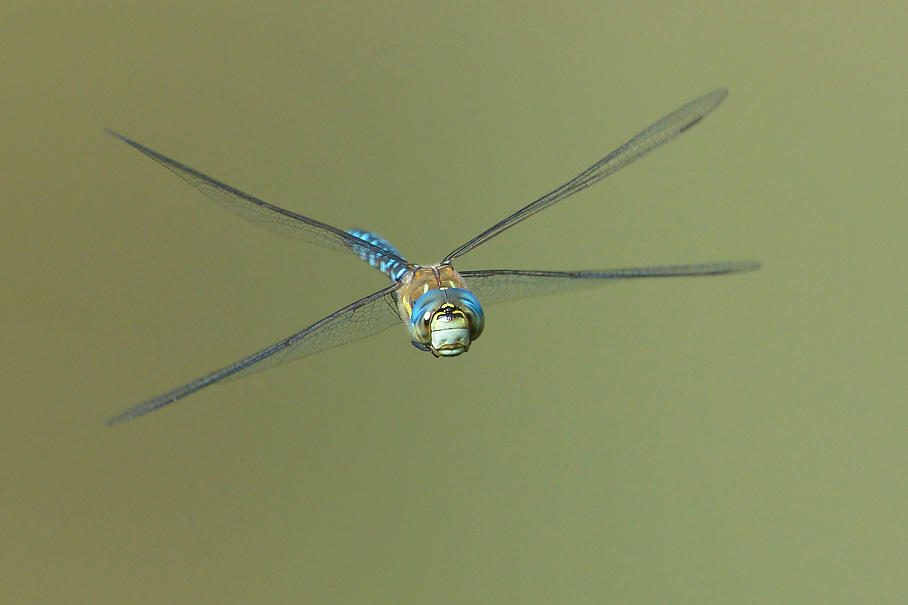 Libelle im Flug