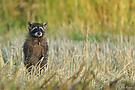 Waschbär macht Männchen