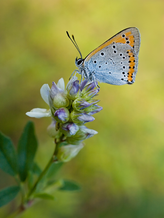 Summer composition with the butterfly