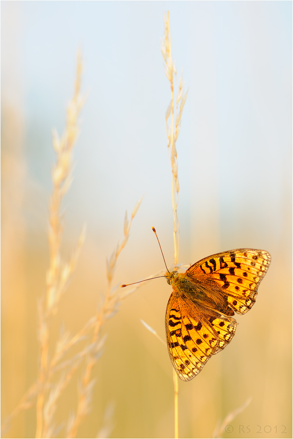 Morgens in der Wiese.....