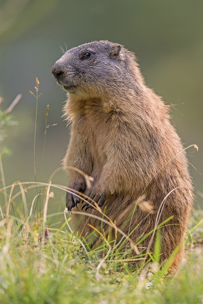 Ein Murmeltier...... (Forum für Naturfotografen)