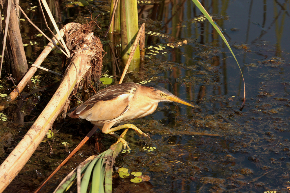 Zwergrohrdommel (Ixobrychus minutus)
