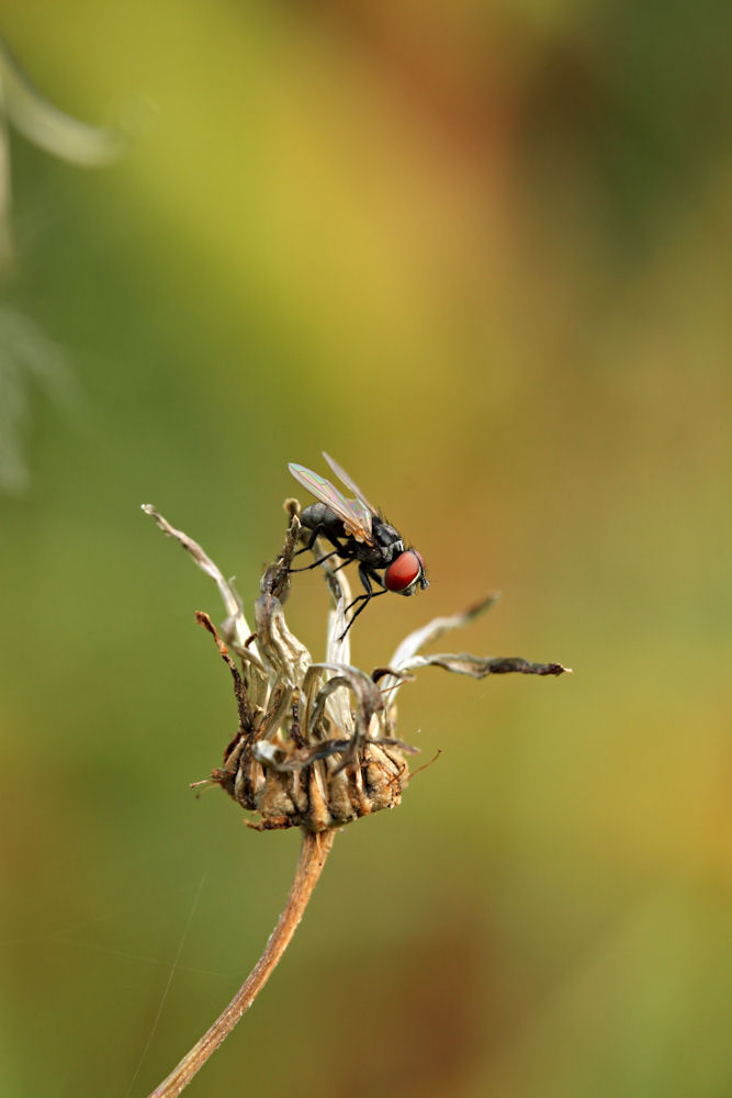 wieder eine Fliege