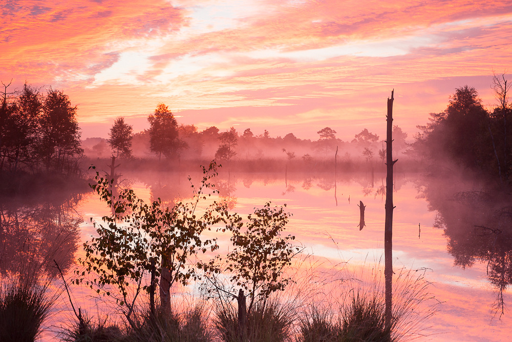 Morgens im Moor