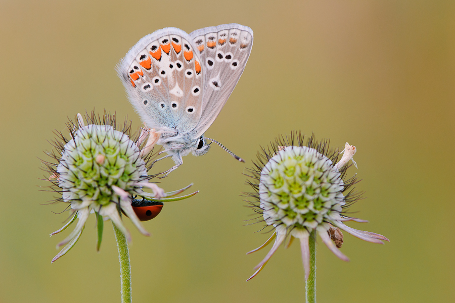 Kleiner Esparsetten-Bläuling (Polyommatus thersites)