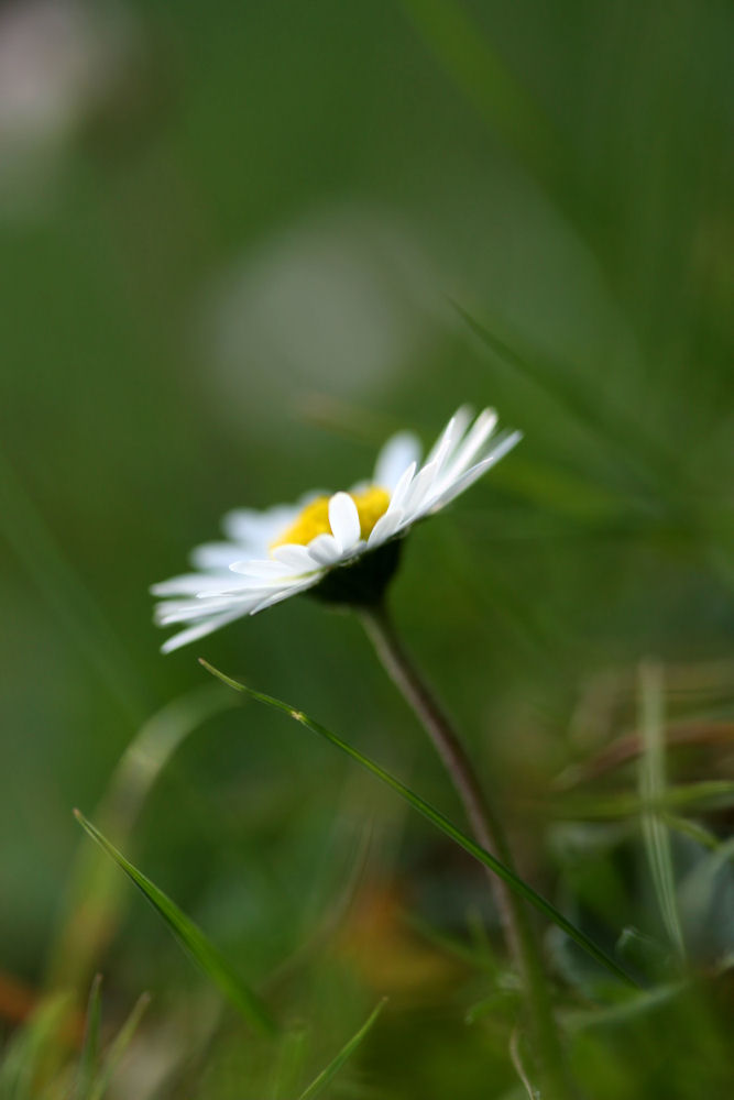 Gänseblümchen