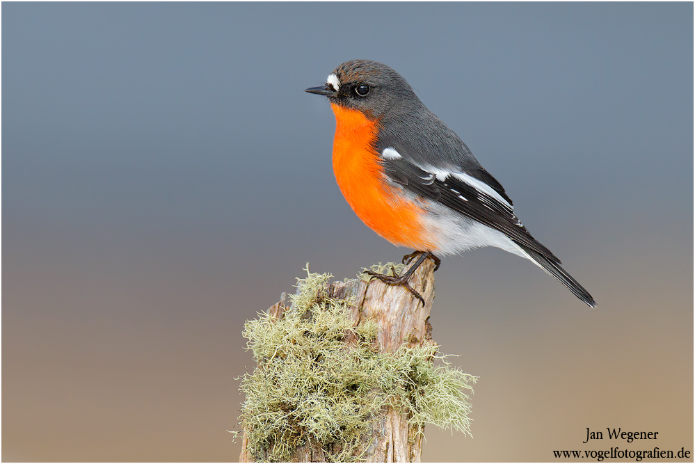 Flammenbrustschnäpper (Petroica phoenicea) Flame Robin