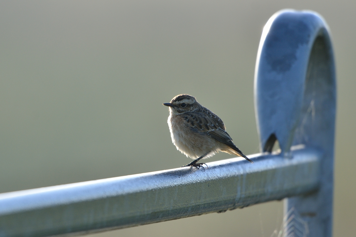 Braunkehlchen