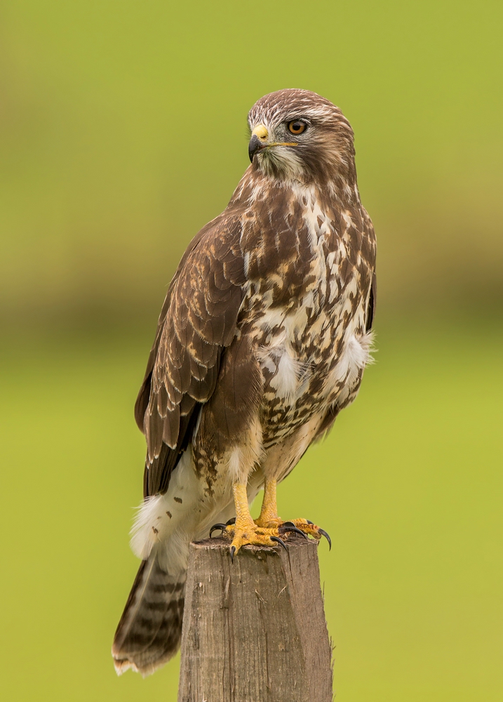 Mäusebussard hautnah.....(ND)