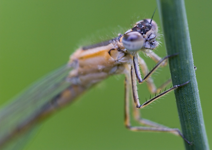 Gemeine Pechlibelle? (ND)