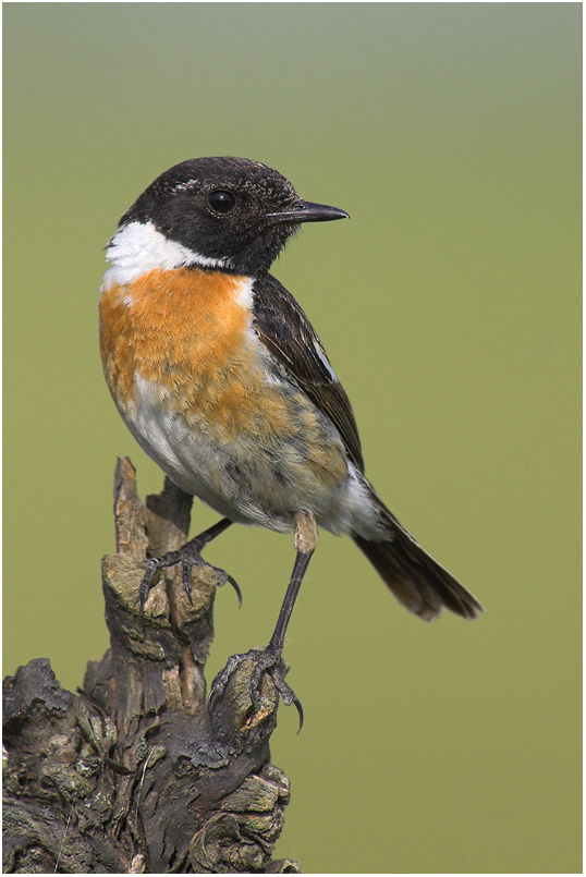 Saxicola torquata... ND