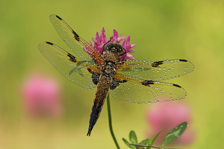 Vierflecklibelle