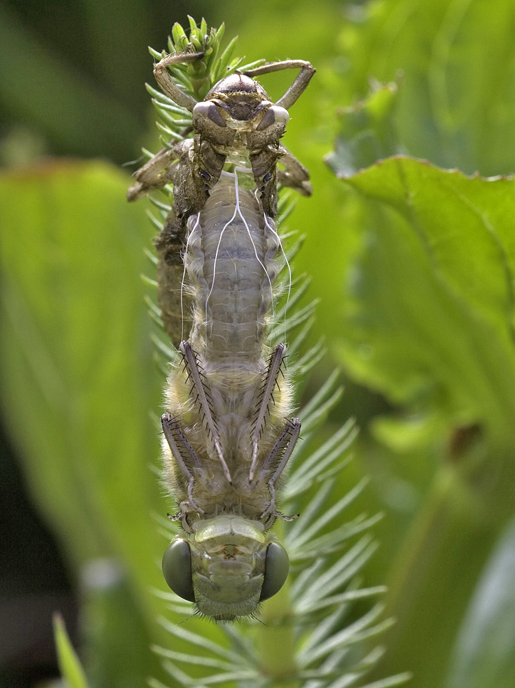Libelle schlüpft aus Exhuvie ND