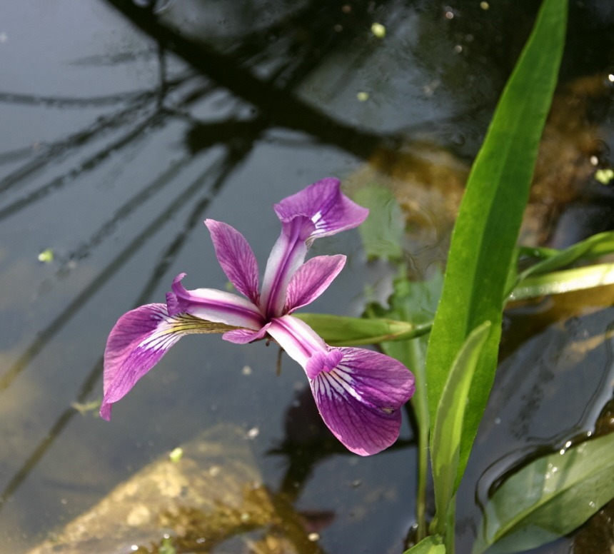Wasser Iris