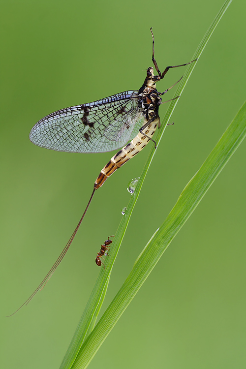 Große Eintagsfliege mit Besucher