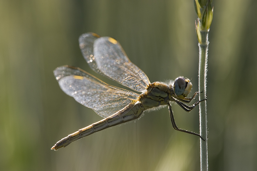 Frühe Heidelibelle ND