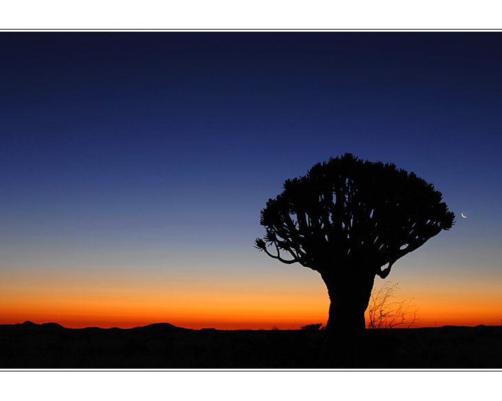 Köcherbaum in der Namib