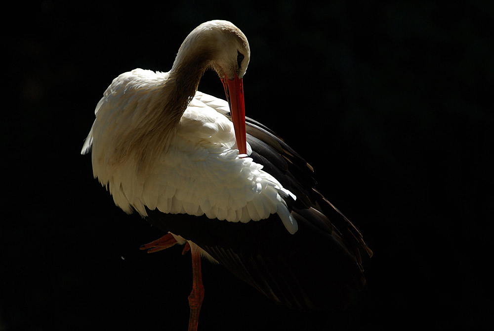 Weißstorch