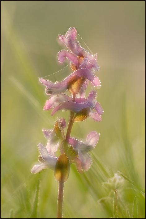 Hohler Lerchensporn (Corydalis cava)