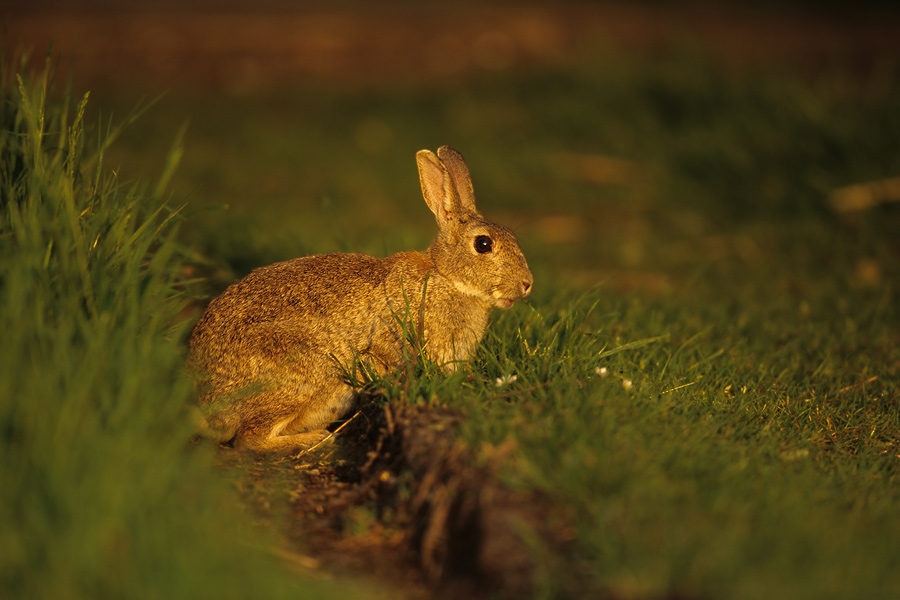 Wildkaninchen im letzten Abendlicht ND