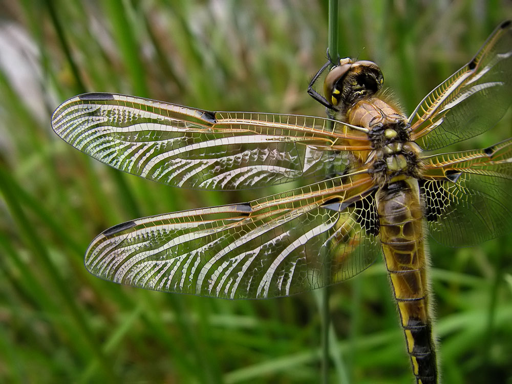 silent wings