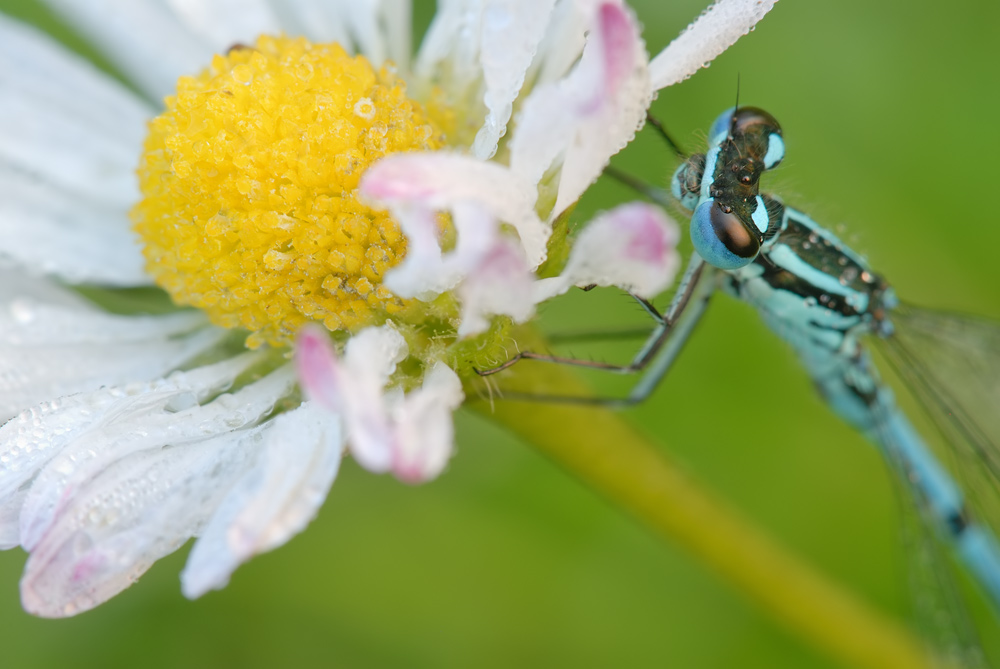 Libelle