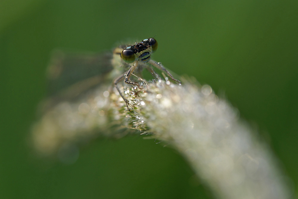 Große Pechlibelle (Ishnura elegans)