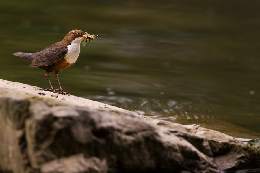 Wasseramsel mit Beute [ND]