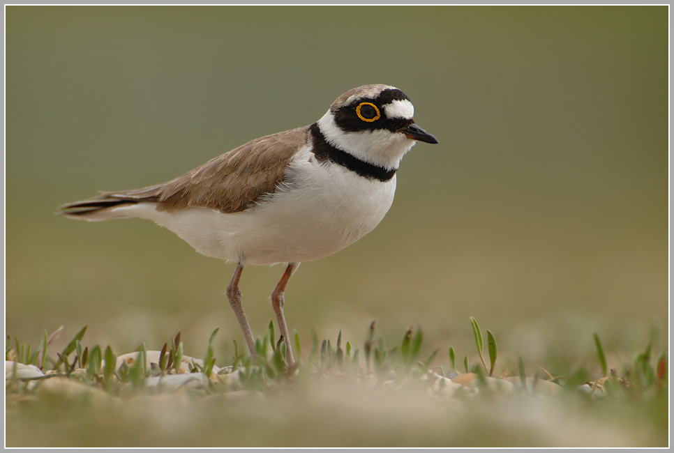 Flußregenpfeifer (Charadrius dubius)
