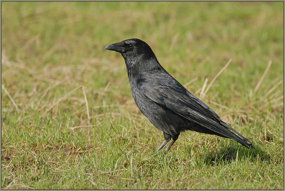 Rabenkrähe *Corvus corone corone* [ND]