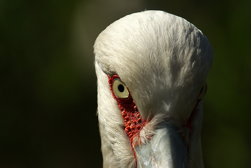 Maguaristorch
