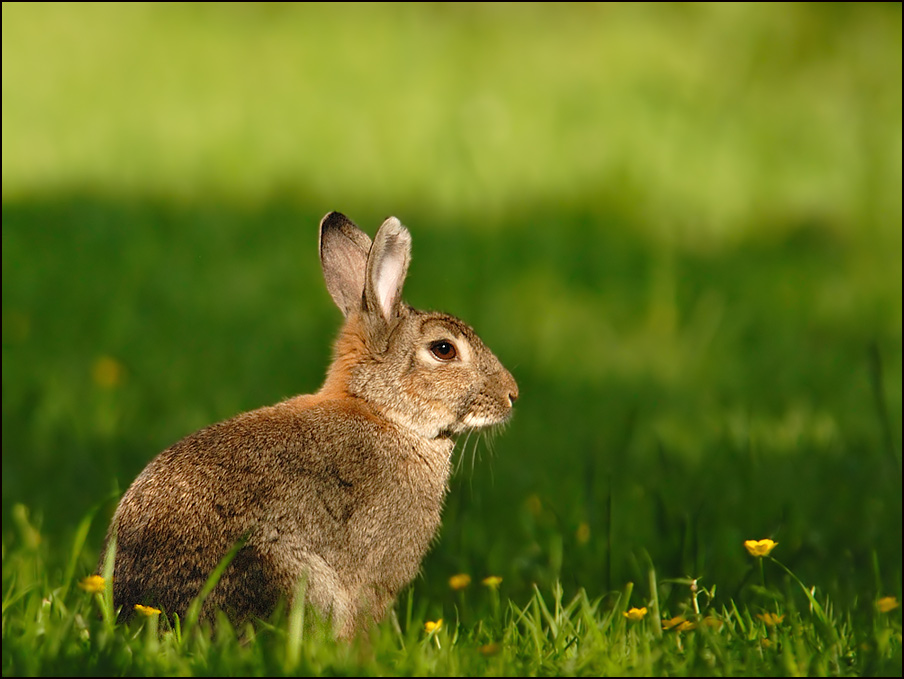 Wildkaninchen {Oryctolagus cuniculus}