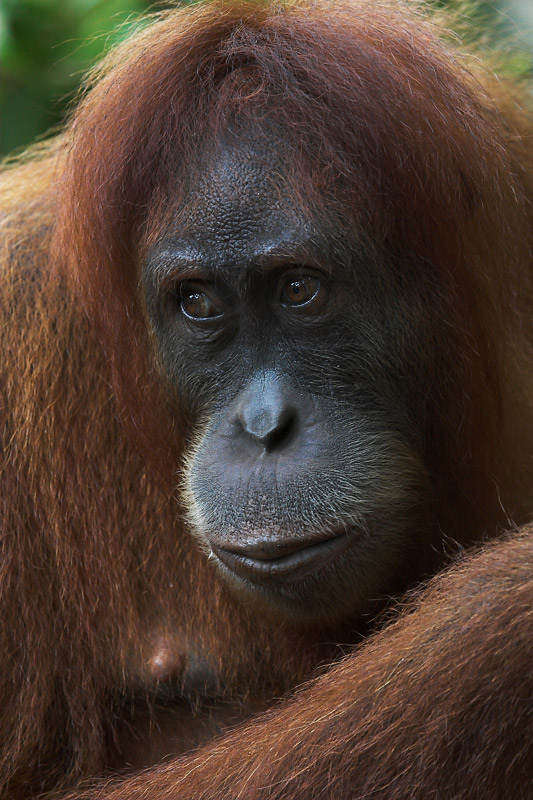 Orang Utan