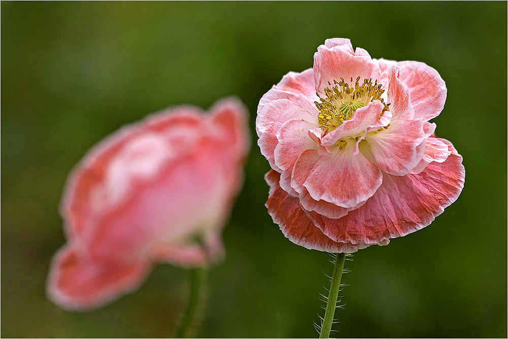 Mohnblüte