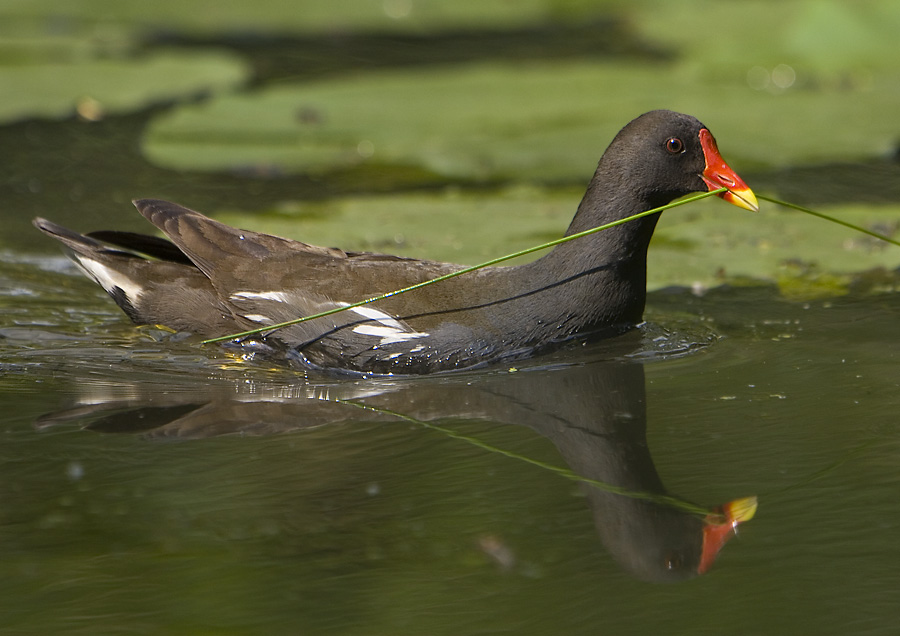 Teichhuhn mit Nistmaterial